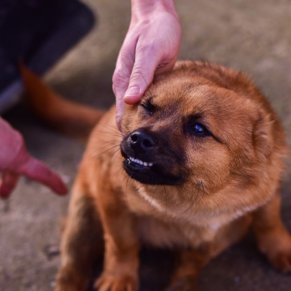 angry dog being pet