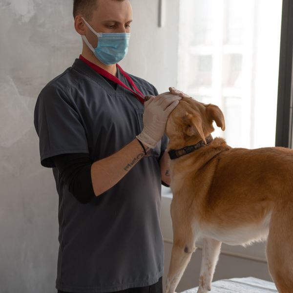 dog at vet