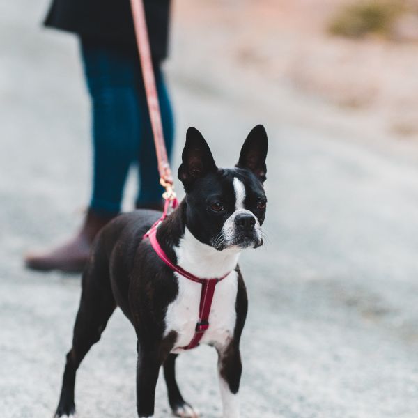 dog being walked on harness