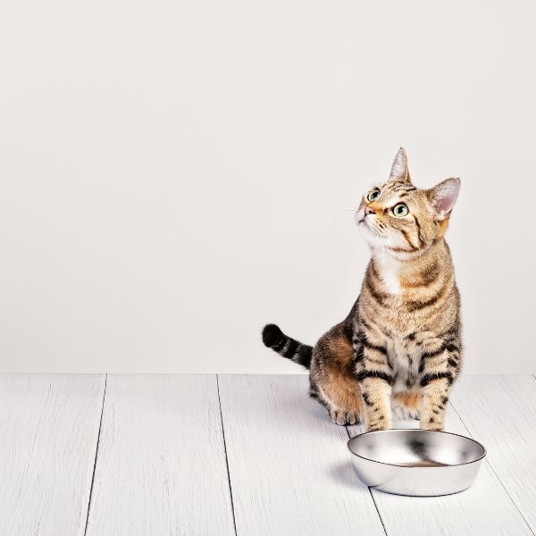 cat waiting for food