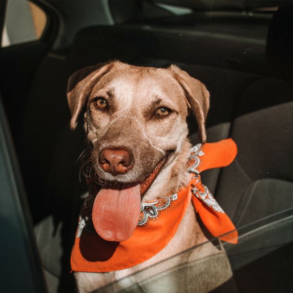 dog sitting in car