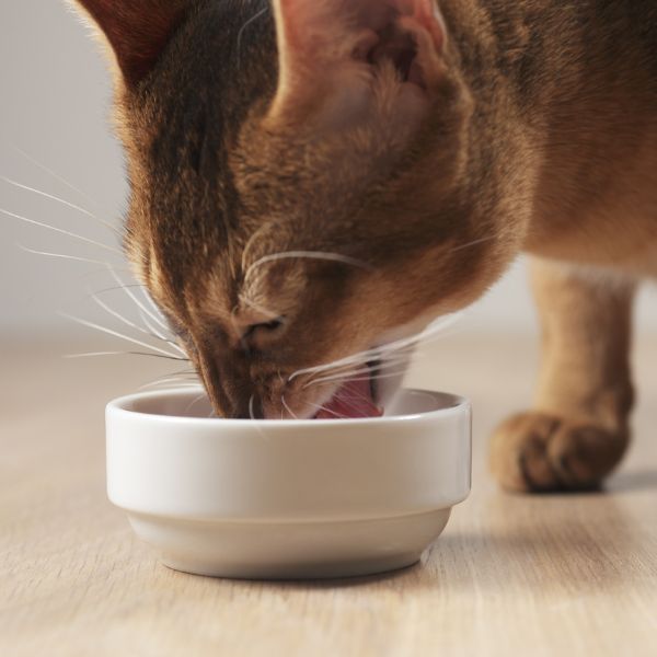 cat eating