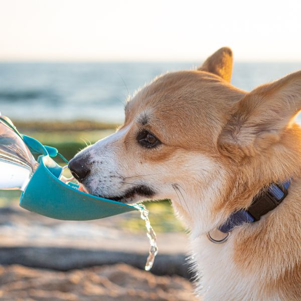 dog drinking water