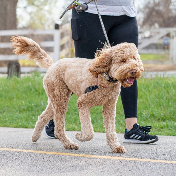 walking dog
