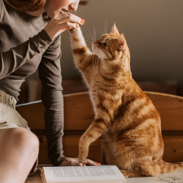 high fiving cat
