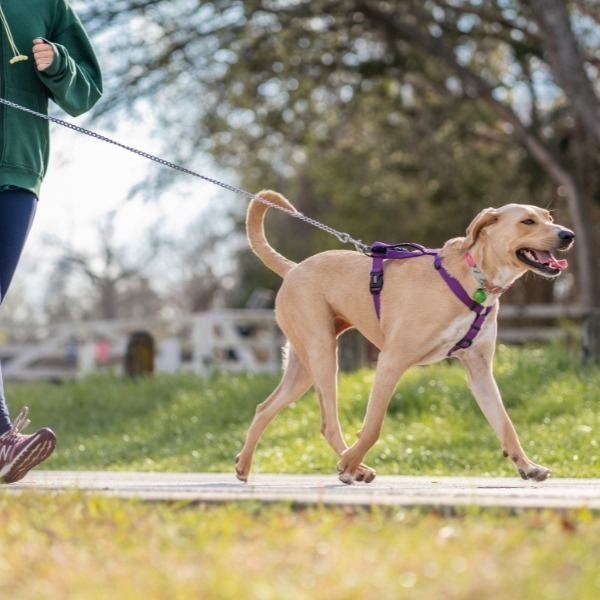 high-quality pet food