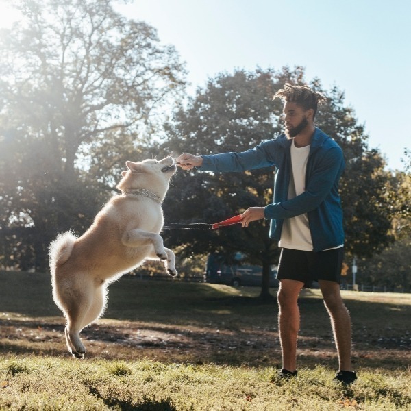 playing frisbee with dog