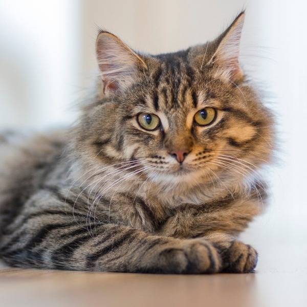 older cat