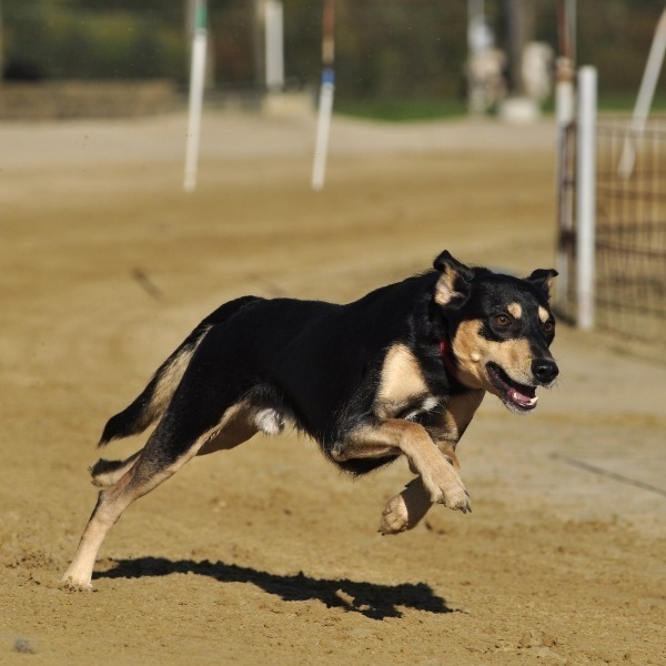 dog running