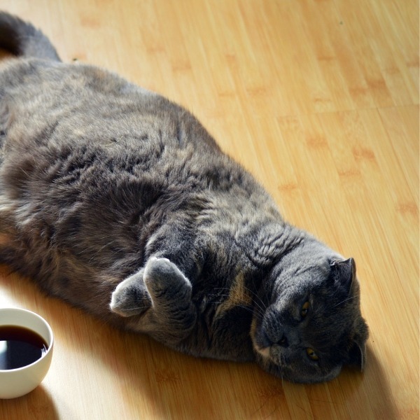 tired cat