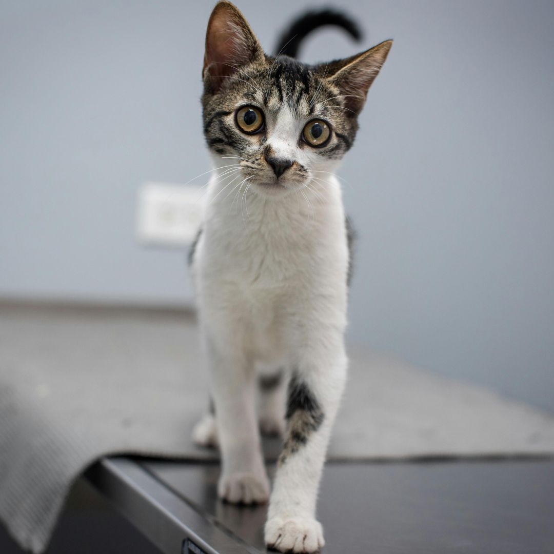 Kitten at the vet