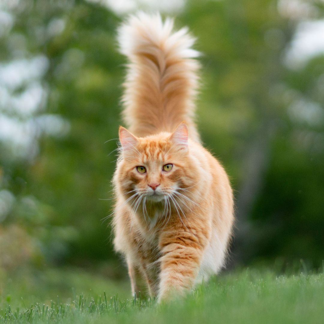Orange cat outside in the grass