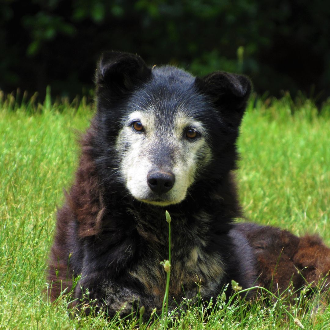 Old dog laying in the grass