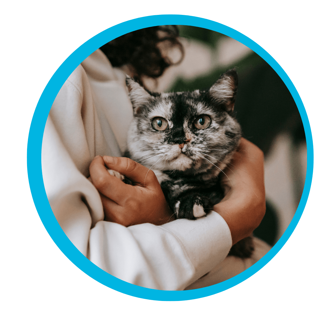 Black and white cat being held