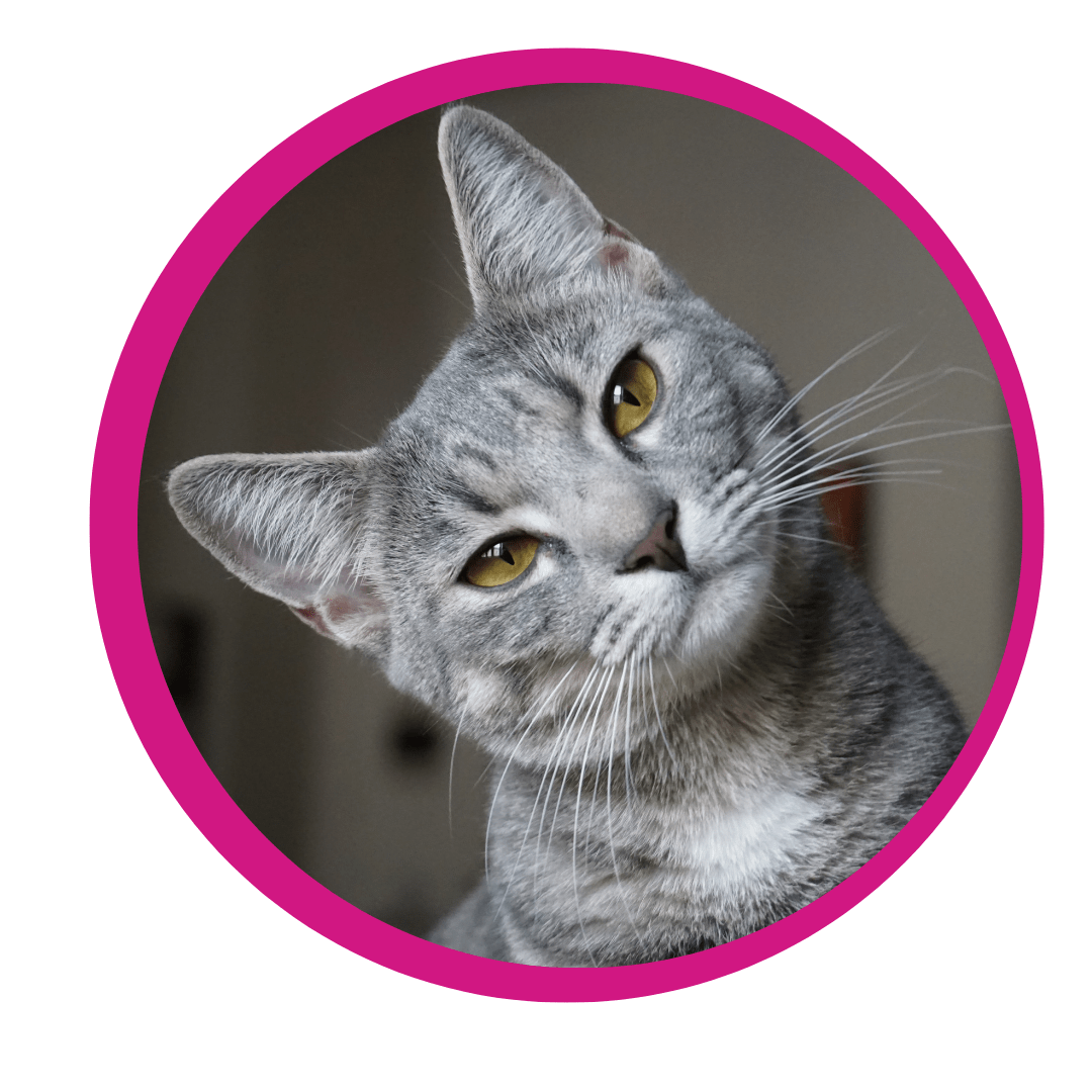 Teacher Discounts on Pet Food - 3