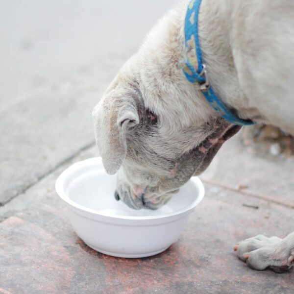 dog with water bowl