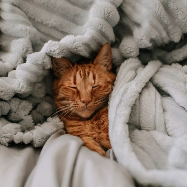 kitten in blanket