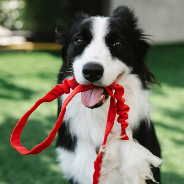 dog holding leash