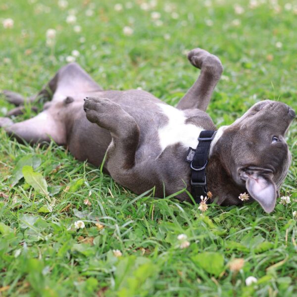 Dog rolled over showing it's belly
