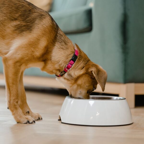 Dog eatting kibble
