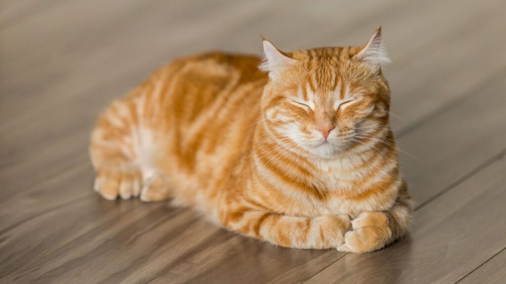 orange cat