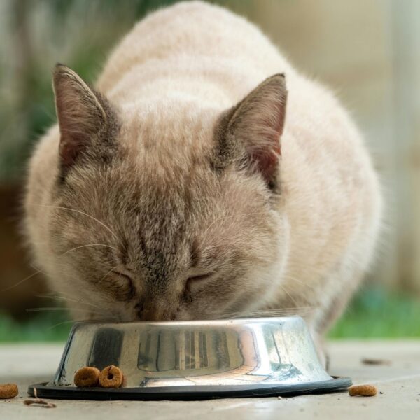 cat eating