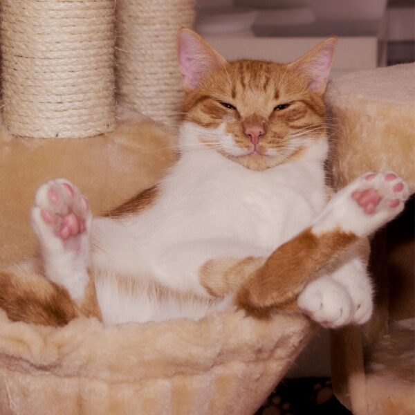 cat in a cat tree