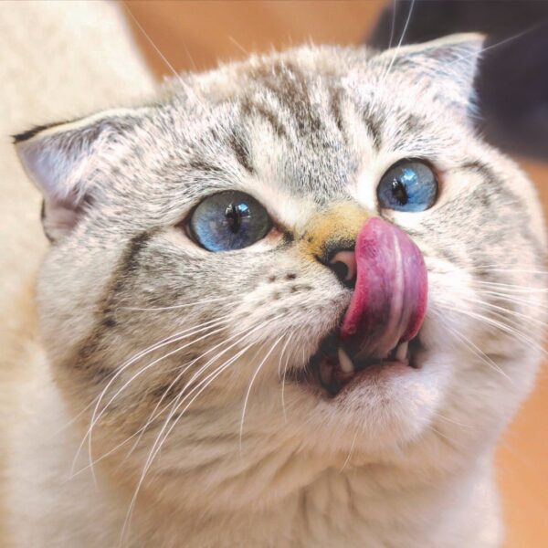 cat licking its mouth