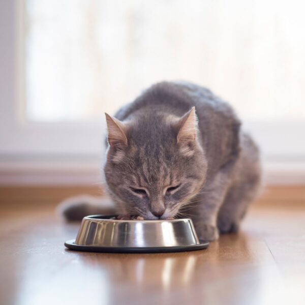 gray cat eating