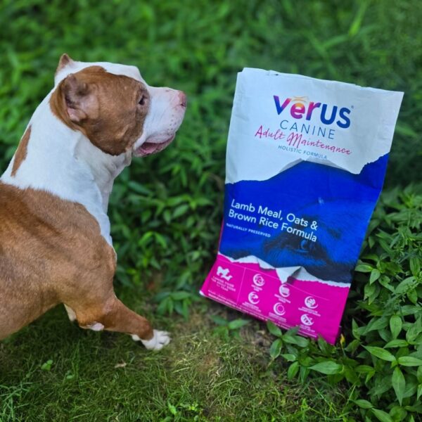happy dog near Verus dog food