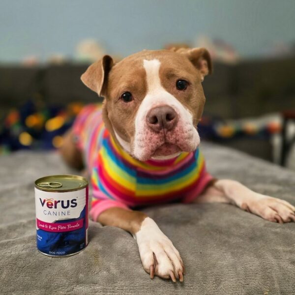 happy dog near Verus dog food