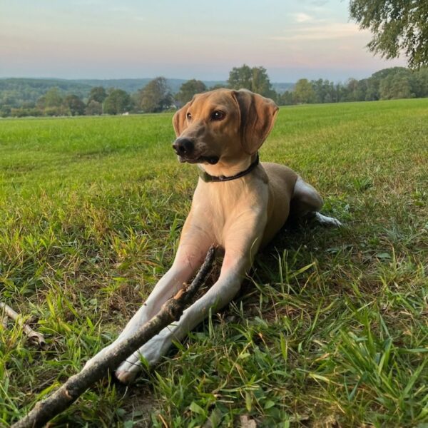 dog laying in grass at sunset