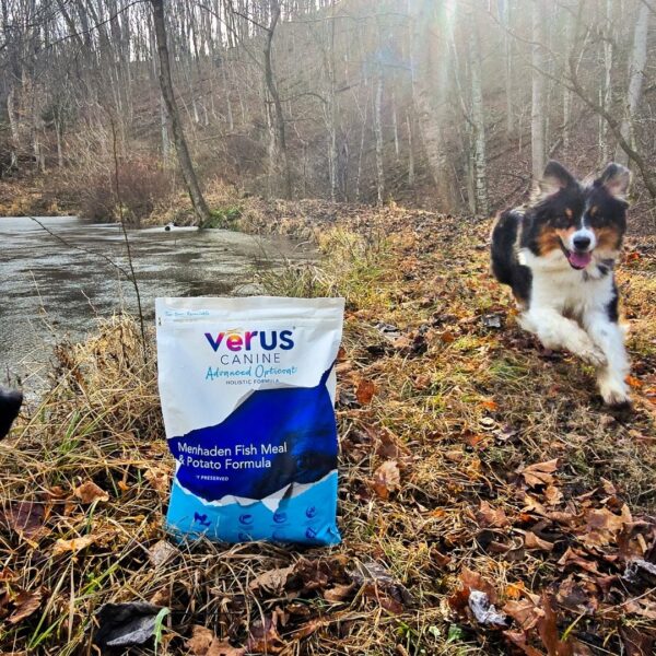 happy dog running near Verus dog food