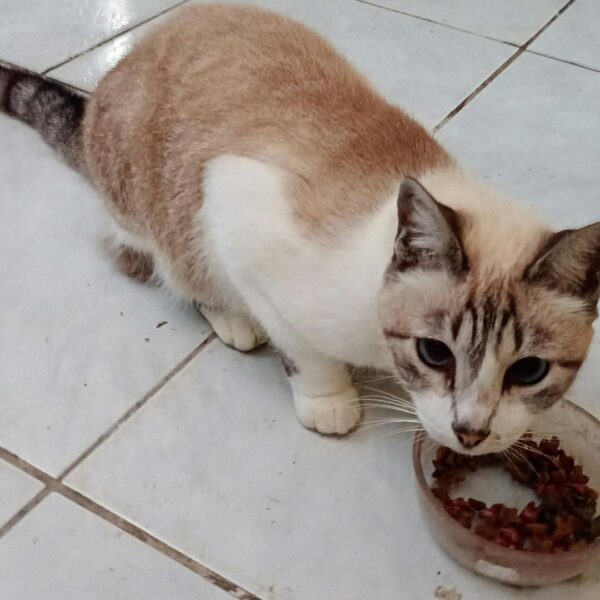 cat eating kibble