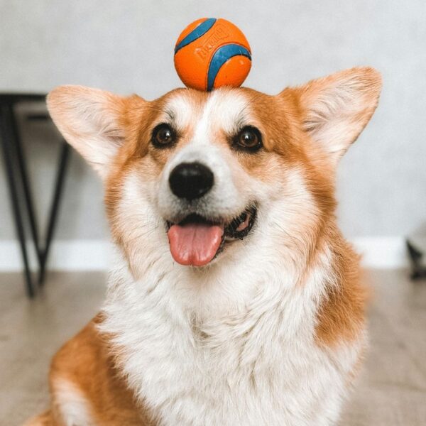 Dog playing with a ball on its head