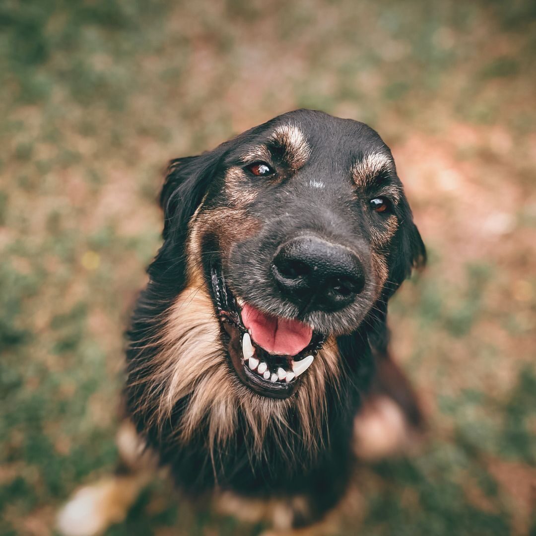 friendly dog